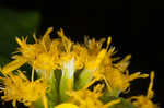 Ouachita Mountain goldenrod